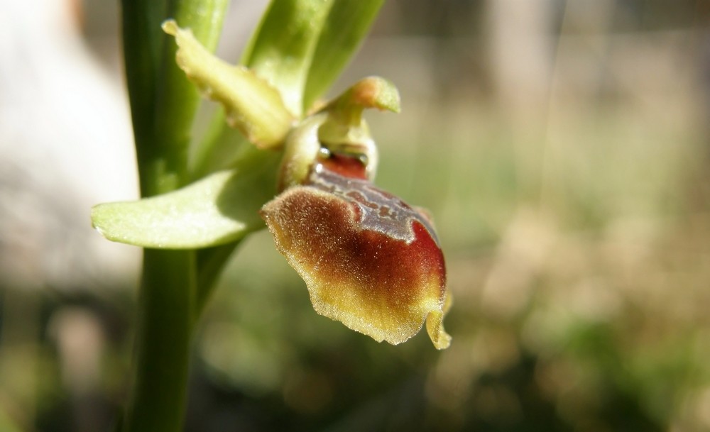 Ophrys sphegodes